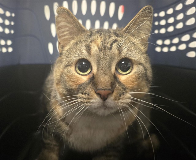  - Female - Domestic SH