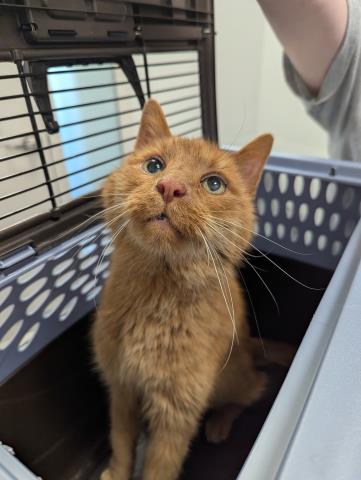  - Male - Domestic SH