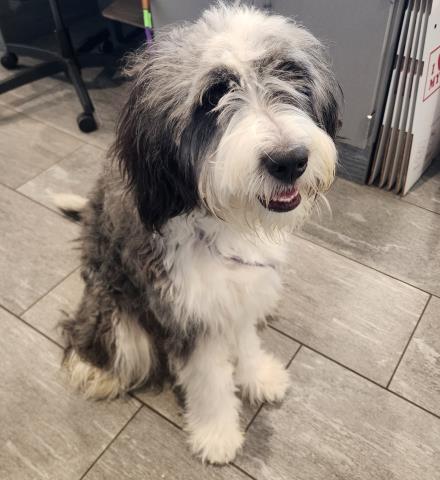  - Female - Old English Sheepdog-Mix