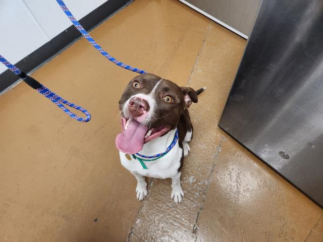 Mj - Female - Pit Bull-Mix