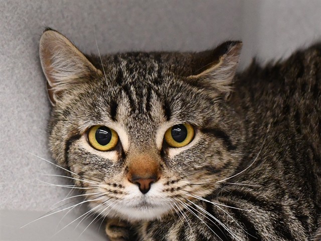 Meow Mix - Female - Domestic SH