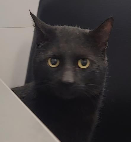  - Male - Domestic SH