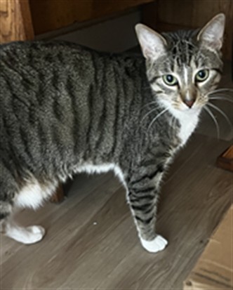 Black Panther - Male - Domestic SH