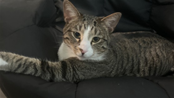 Nikko - Male - Domestic SH