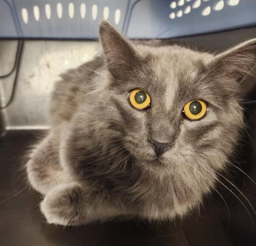  - Male - Domestic LH