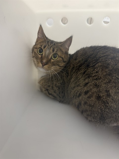  - Unknown - Domestic SH