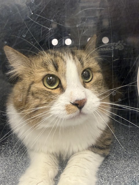  - Unknown - Domestic SH