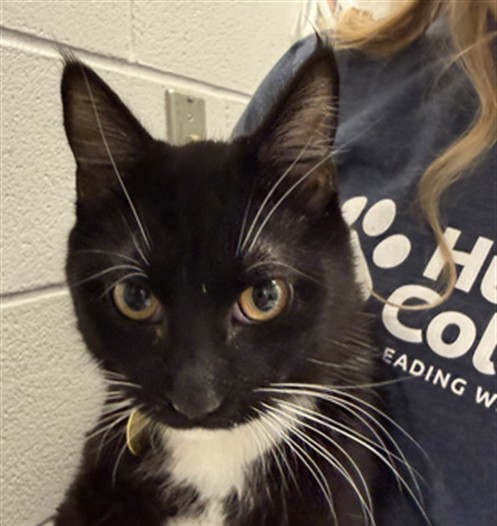  - Male - Domestic SH