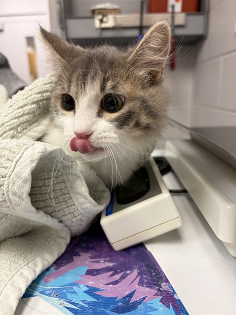  - Female - Domestic SH