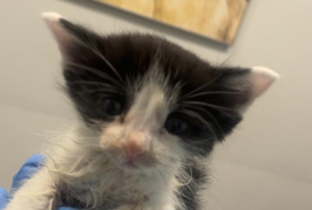  - Female - Domestic SH