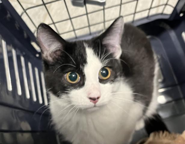  - Male - Domestic SH