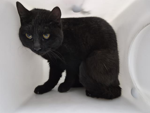  - Male - Domestic SH