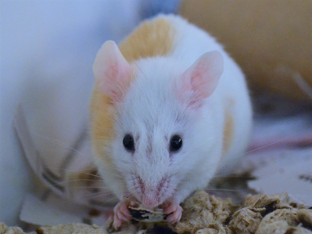 - Male - Mouse