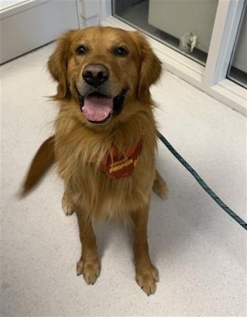  - Male - Golden Retriever