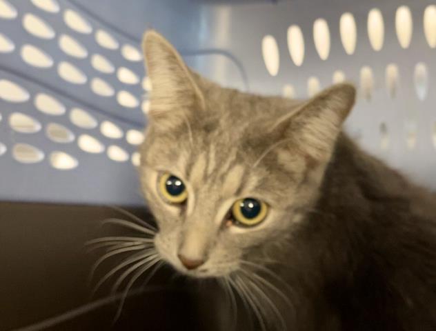  - Female - Domestic SH