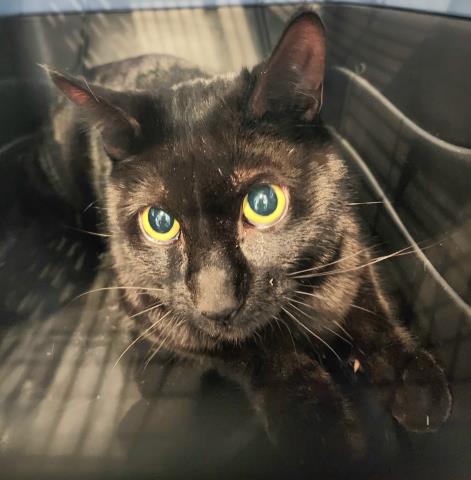  - Male - Domestic SH