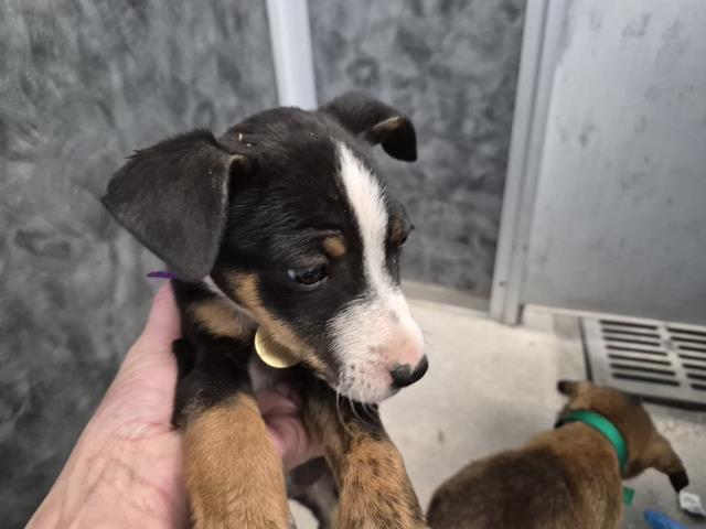  - Male - Nonspecific