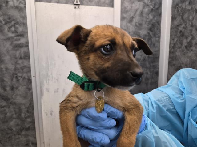  - Female - Nonspecific