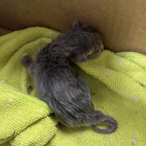  - Male - Domestic SH