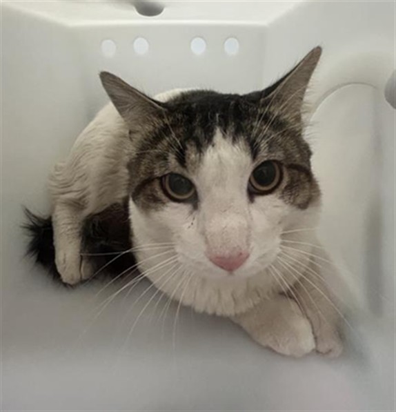  - Unknown - Domestic LH