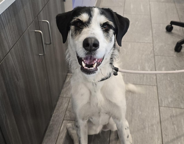  - Male - German Wirehaired Pointer-Weimaraner