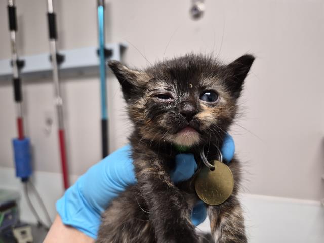  - Female - Domestic SH