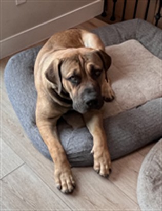 Olobor - Male - Boerboel