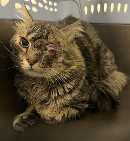  - Male - Domestic SH