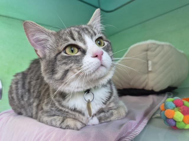 Pumpkinator - Female - Domestic SH