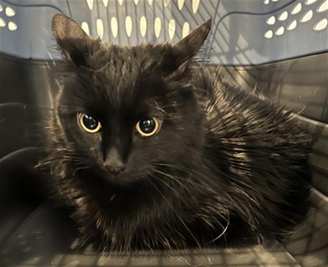  - Female - Domestic LH