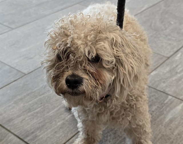 Daphne - Female - Miniature Poodle