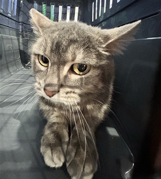  - Female - Domestic SH