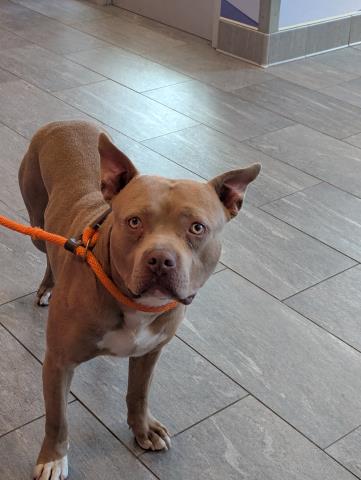 Mr Pigglebottom - Male - Pit Bull