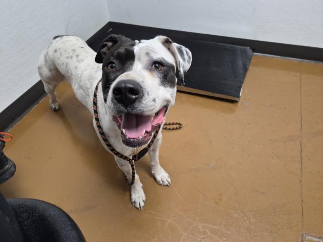 Zuzu - Female - Pit Bull