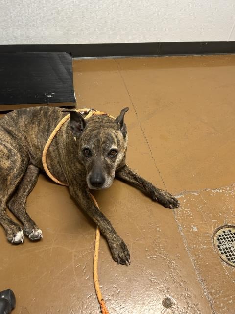 Sugar - Female - Nonspecific