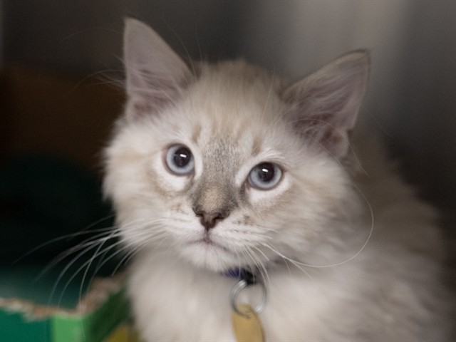 Leonardo - Male - Domestic LH