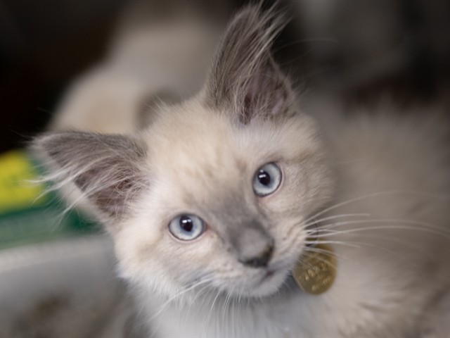 Harry - Male - Domestic MH