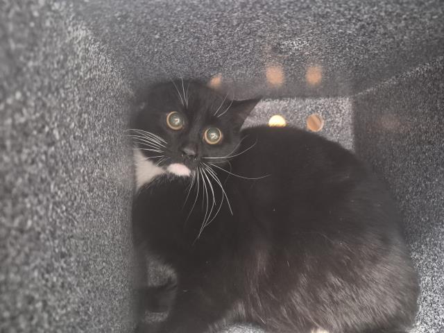 Velvet - Female - Domestic SH