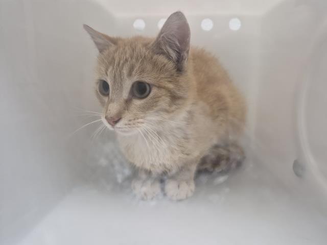  - Unknown - Domestic SH