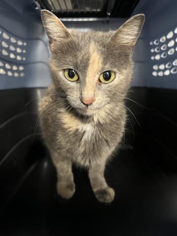 Sweet Potato - Female - Domestic SH