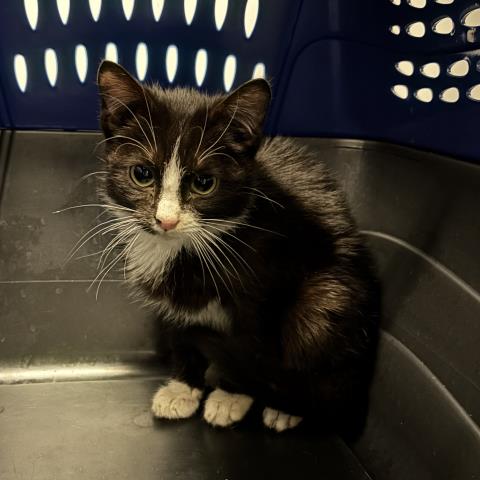  - Male - Domestic SH