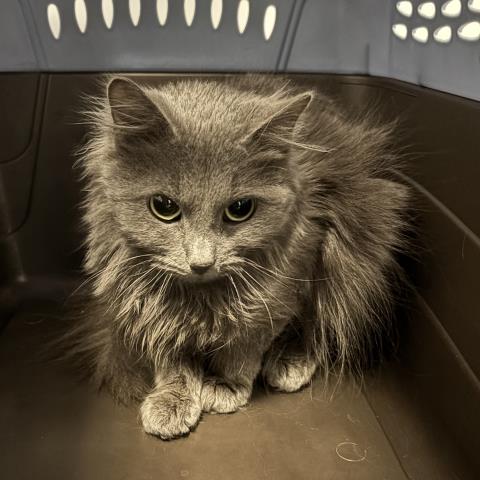 Puff - Female - Domestic MH