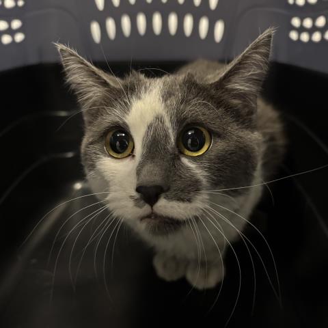 Rocky - Male - Domestic SH