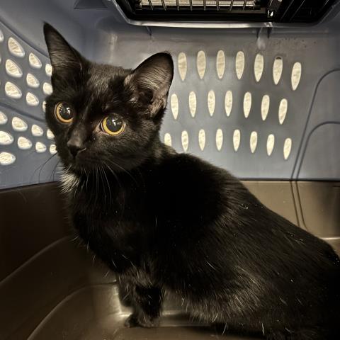 Grace - Female - Domestic SH