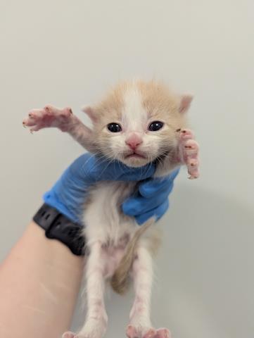 Tater Tot - Male - Domestic SH