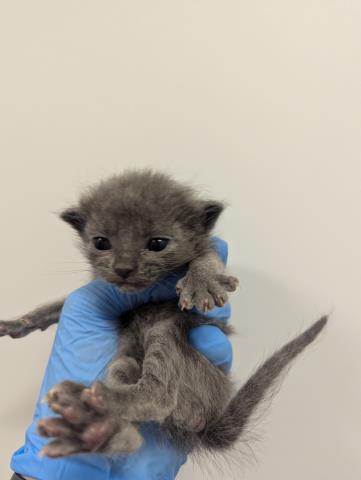 Chip - Male - Domestic SH