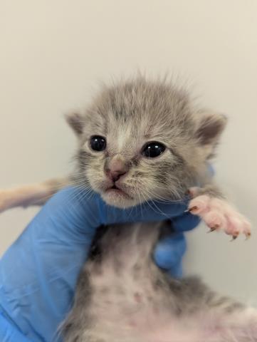 French Fry - Female - Domestic SH