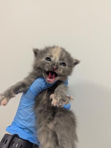 Home Fry - Female - Domestic SH