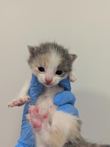 Hahsbrown - Female - Domestic SH