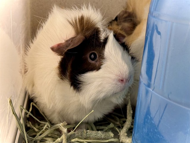 Daisy - Female - Guinea Pig